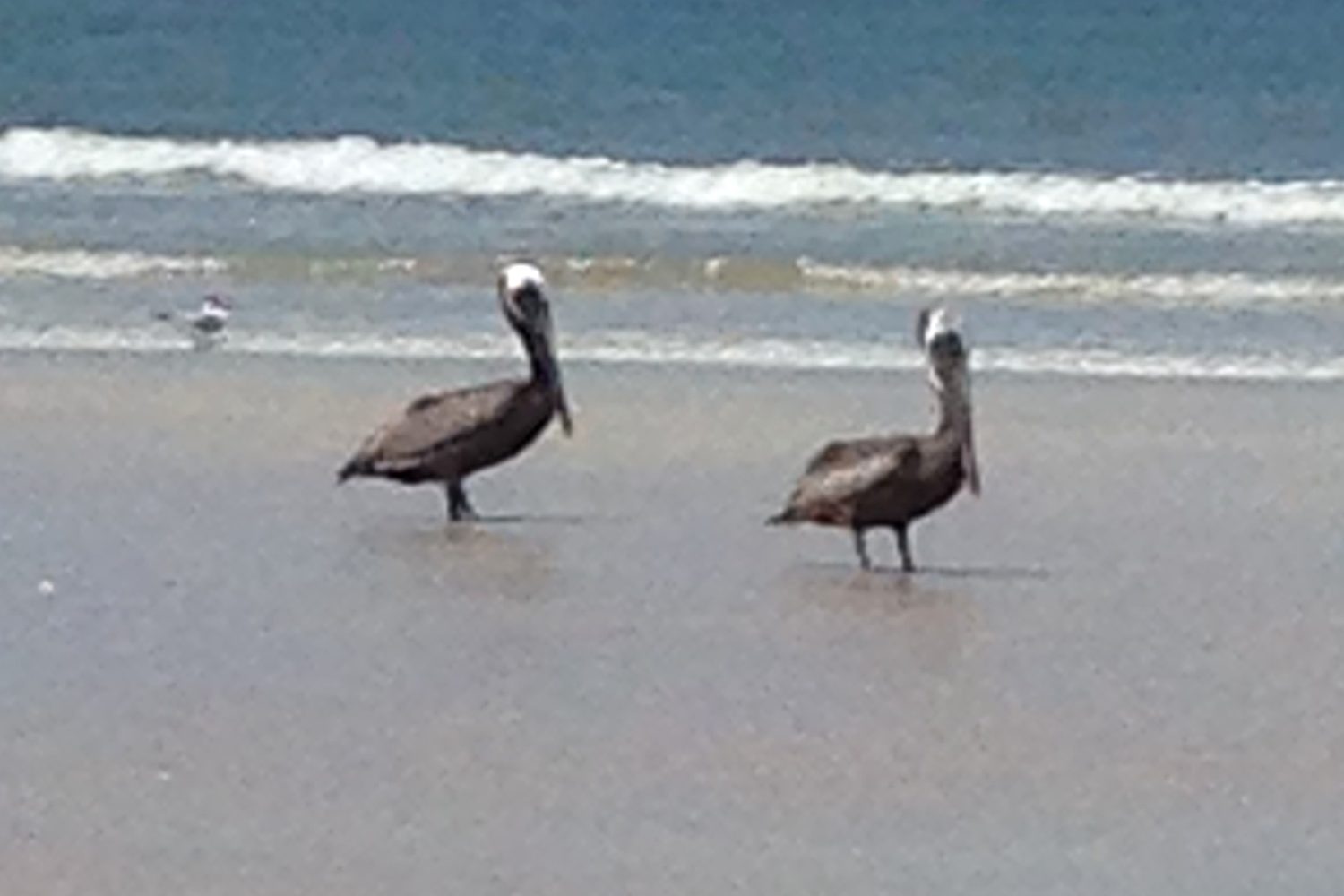 Two brown pelicans on the tide line