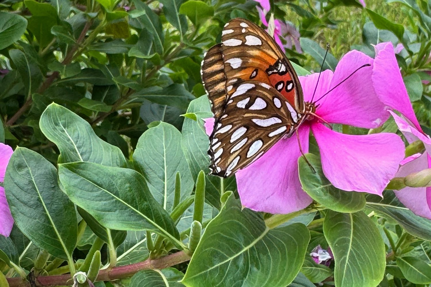 A Gulf fritillary butterfly on pink periwinkle