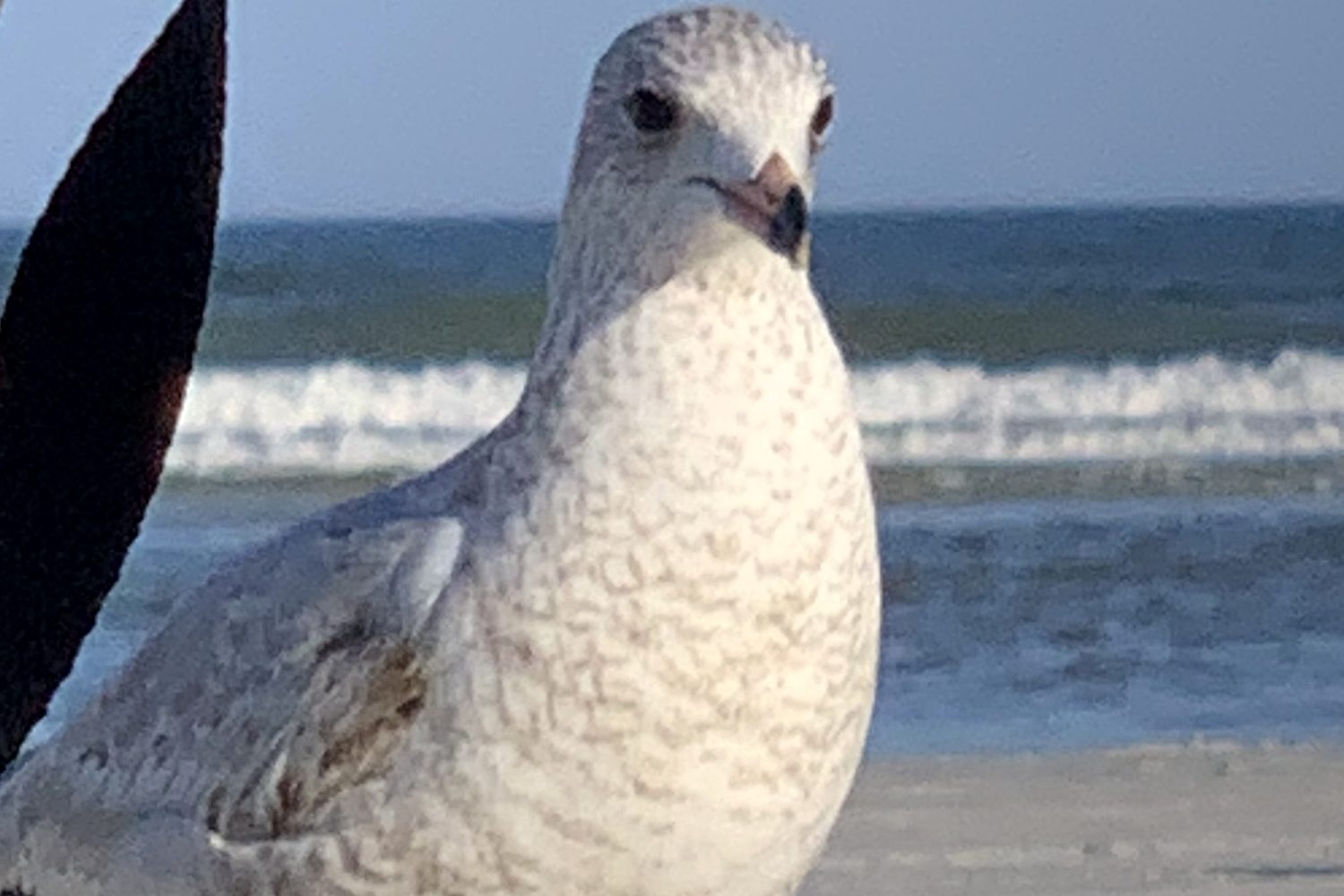 A ring-billed gull head-on at the beach
