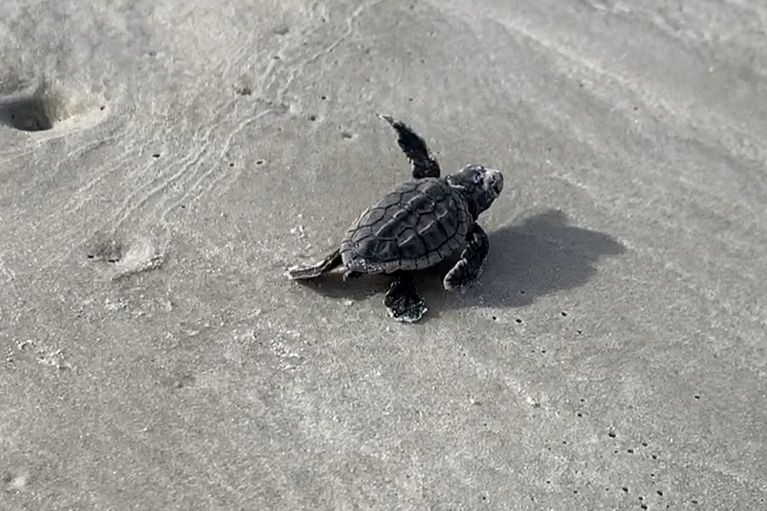 A sea turtle hatchling on the sand