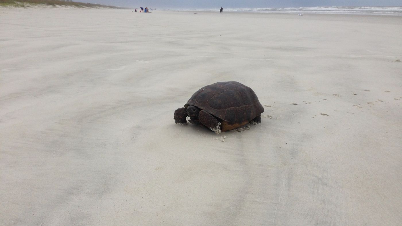 A gopher tortoise crossing the open beach at Crescent Beach